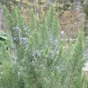 Salvia rosmarinus 'Miss Jessopp's Upright' (Rosemary 'Miss Jessopp's Upright')