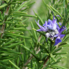 Rosmarinus officinalis 'Sissinghurst Blue' (Rosemary 'Sissinghurst Blue')