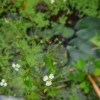 Alisma plantago-aquatica (Water plantain)
