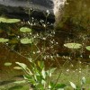 Alisma plantago-aquatica (Water plantain)
