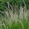 Pennisetum 'Fairy Tails' (Fountain grass 'Fairy Tails')