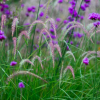 Pennisetum 'Fairy Tails' (Fountain grass 'Fairy Tails')