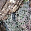 Sedum cauticola (Cliff-dwelling stonecrop)