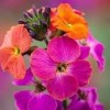 Erysimum 'Winter Orchid' (Wallflower 'Winter Orchid')
