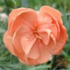 Dianthus 'Eileen O'Connor' (Border carnation 'Eileen O'Connor')