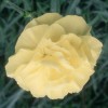 Dianthus 'Golden Cross' (Border carnation 'Golden Cross')