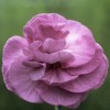 Dianthus 'Violet Clove' (Border carnation 'Violet Clove')