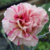 Dianthus 'Summerfield Blush' (Pink 'Summerfield Blush')
