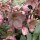 Helleborus x ballardiae 'HGC Pink Frost'