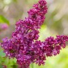 Syringa vulgaris 'Charles Joly' (Lilac 'Charles Joly')