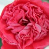 Camellia x williamsii 'Debbie's Carnation' (Camellia 'Debbie's Carnation')