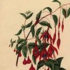 Fuchsia magellanica (Lady's eardrops)