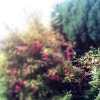 Fuchsia magellanica (Lady's eardrops)