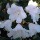 Rhododendron 'White Brocade'