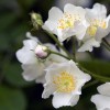 Rosa spinosissima (Burnet rose)