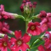 Primula japonica 'Miller's Crimson' (Japanese primrose 'Miller's Crimson')