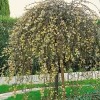 Salix caprea 'Kilmarnock' (Kilmarnock willow)