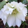 Helleborus x hybridus Harvington double white (Hybrid lenten rose Harvington double white)