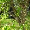 Salix babylonica var. pekinensis 'Tortuosa' (Corkscrew willow)