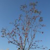 Sorbus aucuparia (Rowan)
