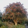 Sorbus aucuparia (Rowan)