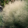 Deschampsia cespitosa (Tufted hair grass)
