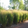 Panicum virgatum 'Northwind' (Switch grass 'Northwind')