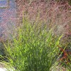 Panicum virgatum (Switch grass)