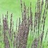 Molinia caerulea subsp caerulea 'Poul Petersen' (Purple moor grass 'Poul Petersen')