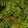 Sorbus commixta 'Embley' (Japanese rowan 'Embley')