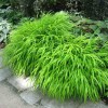 Hakonechloa macra  (Japanese forest grass)