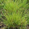 Sesleria autumnalis (Autumn moor grass)