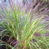 Pennisetum alopecuroides 'Red Head' (Chinese fountain grass 'Red Head')