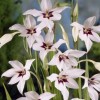 Gladiolus murielae (Abyssinian gladiolus)
