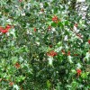 Ilex aquifolium (Common holly)