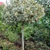 Ilex aquifolium (Common holly)