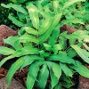 Dryopteris sieboldii (Siebold's wood fern)