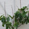 	        Ficus carica 'Brunswick' (Fig 'Brunswick')	    