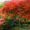 Acer palmatum 'Seiryu' (Japanese maple 'Seiryu')