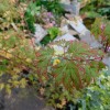 Acer palmatum 'Seiryu' (Japanese maple 'Seiryu')