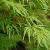 Acer palmatum var. dissectum 'Seiryu' (Japanese maple 'Seiryu')