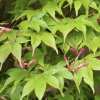 Acer palmatum 'Osakazuki' (Japanese maple 'Osakazuki')