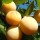 Prunus insititia 'Mirabelle de Nancy'