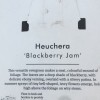 	        Alum root 'Blackberry Jam' (Heuchera 'Blackberry Jam')	    