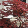 Acer palmatum 'Atropurpureum' (Purple Japanese maple)