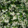 Trachelospermum jasminoides (Confederate jasmine)