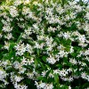 Trachelospermum jasminoides (Confederate jasmine)