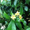 Trachelospermum asiaticum (Asiatic jasmine)