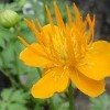 Trollius x cultorum 'Orange Princess' (Globeflower 'Orange Princess')