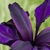 Iris chrysographes 